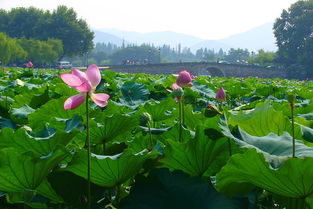 西安出發(fā)華東六市 沙家浜 周莊 南潯 耦園雙飛6日跟團游 沙家浜 耦園 特別安排江南一絕乾隆御茶宴